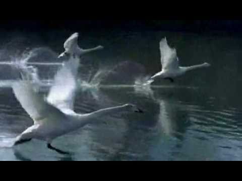 Winged Migration