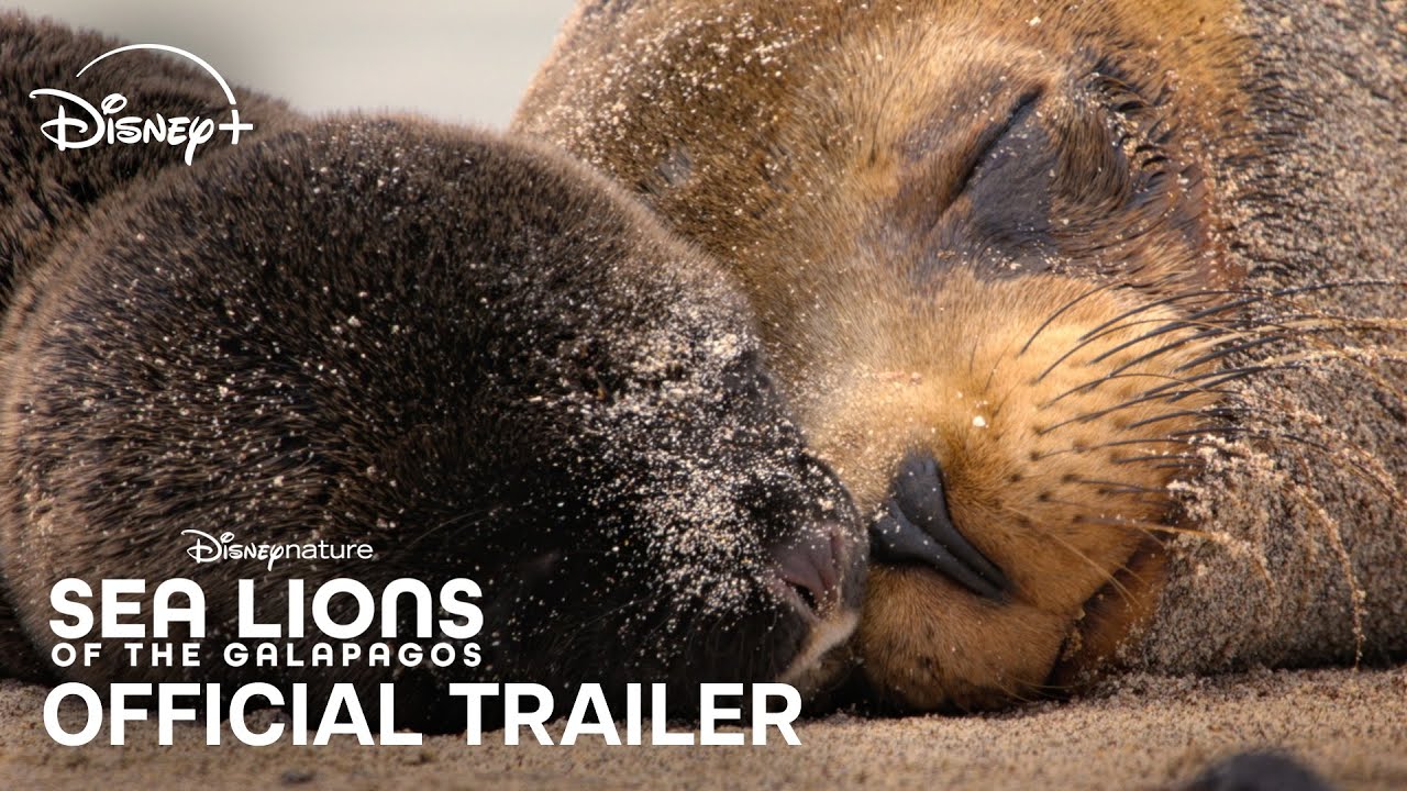 Sea Lions of the Galapagos