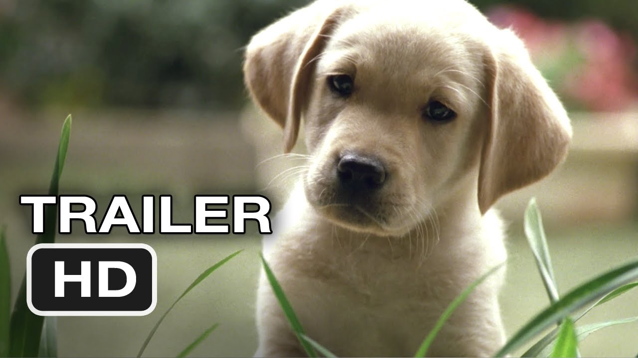 Quill: The Life of a Guide Dog