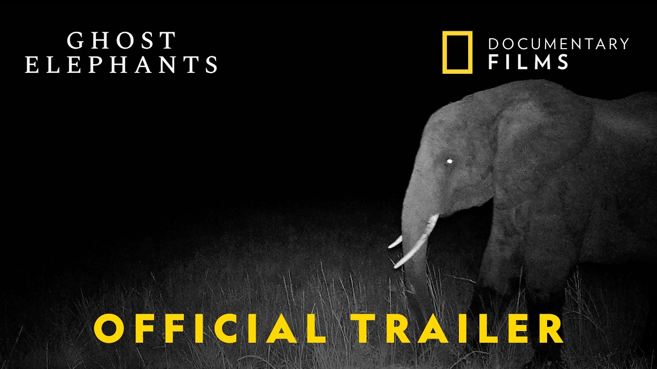 Ghost Elephants