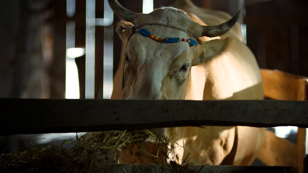 The Exiled Cow