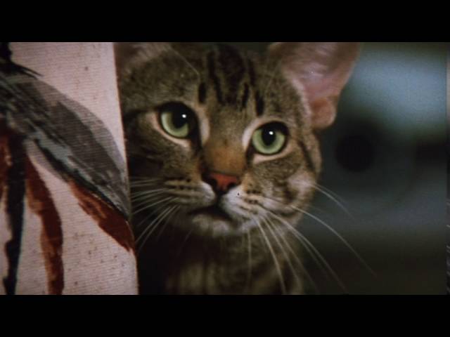Cat's Eye